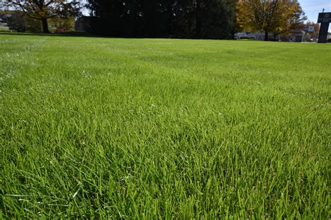 Lawn green. Things To Know About Lawn green. 